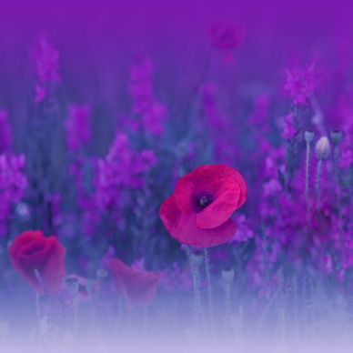 A vivid red poppy stands out in a dreamy purple flower field.