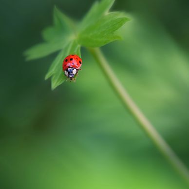 A red ladybug on a green leaf with a blurred background.