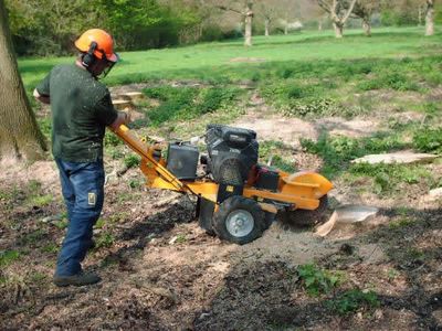 Oakville Stump Removal