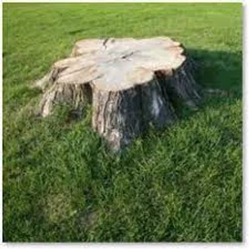 Oakville Stump Removal