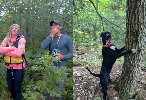 Two hikers in the forest and a dog scratching a tree.