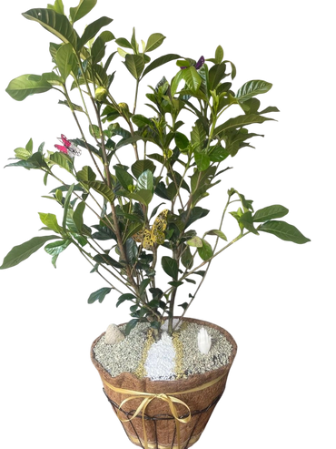 Plantar | BioDegradable | Gardenia