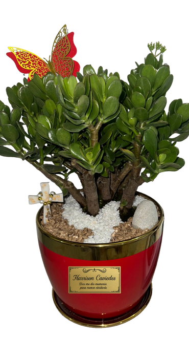 Mesa | Porcelana | Bonsai Jade Macho | Placa Bronze