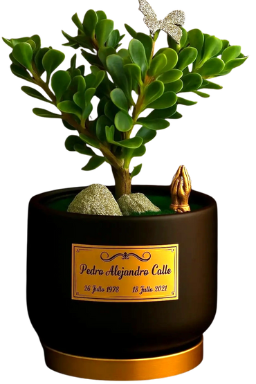 Mesa | Porcelana | Bonsai Jade Macho | Placa Bronze