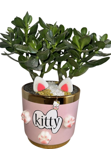 Cenizario Ecologico para mascotas. Bonsai Jade macho de recipiente en porcelana