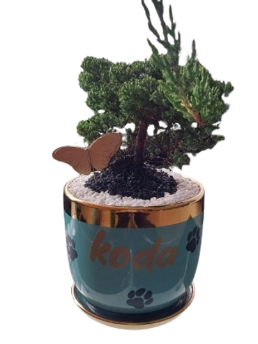 Cenizario Ecologico para mascotas. Bonsai Nana de recipiente en porcelana