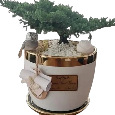 Mesa | Porcelana | Bonsai Jade Nana | Placa Bronze