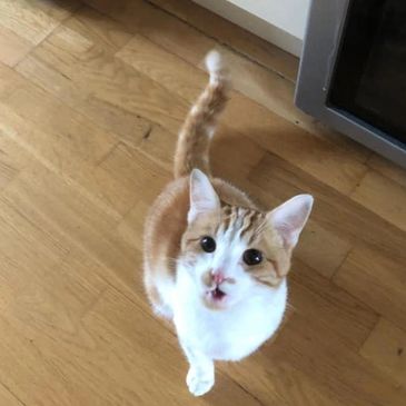 Swindon Pet Sitting - Home cat visits
