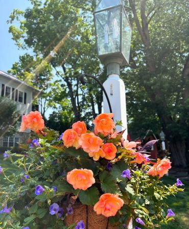 Bright orange and purple flowers in a hanging basket under a sunny sky.