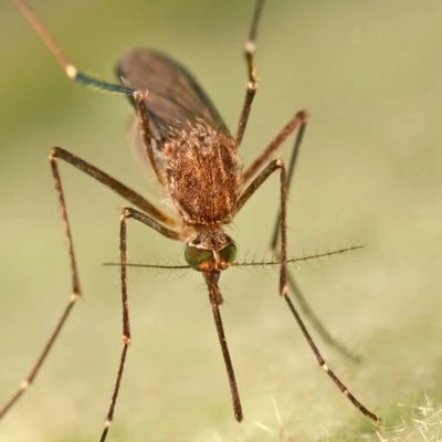 How to protect against mosquito bites