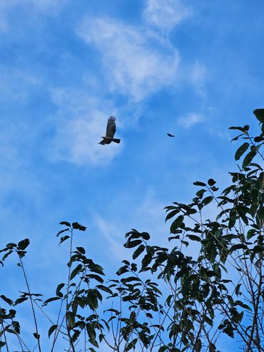 Two birds flying above leafy trees against a bright blue sky.