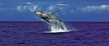 Humpback Whale, Hawaii, Photographer LauraLee Leonard