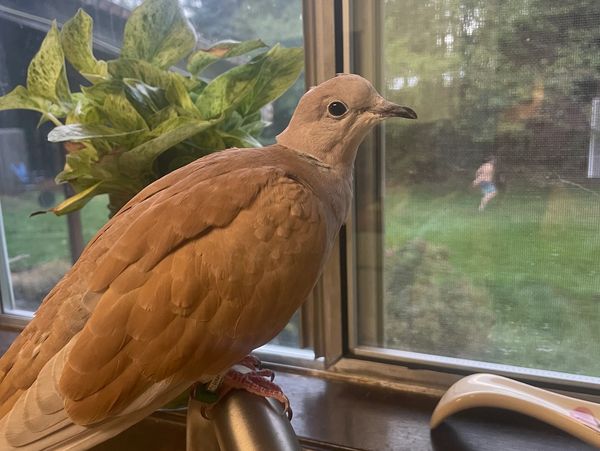 A brown dove perched on a chair near a window with green plants outside.