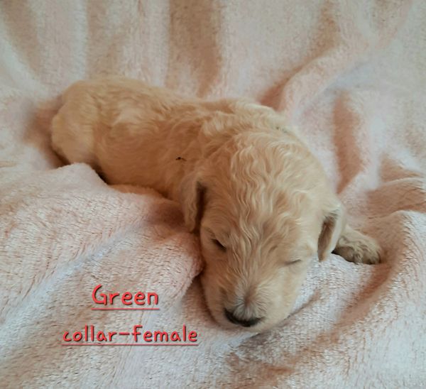 JuJu x HnrCH-G UWP RGRCH Thru The Eyes Of Toddius Von Griseo FDC BCAT CGCA CGCU TKN SPOT-ON UKC