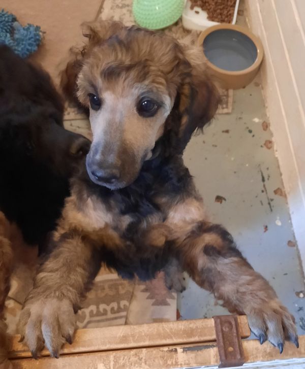 Laurel doesn't have a permanent name yet