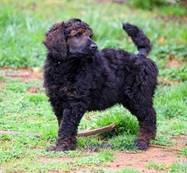 Brown Collar Boy Adler