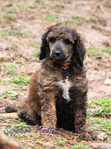 Lilac/orange collar girl Kiwi