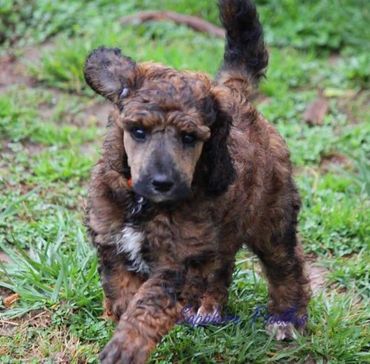 Lilac/orange collar girl Kiwi