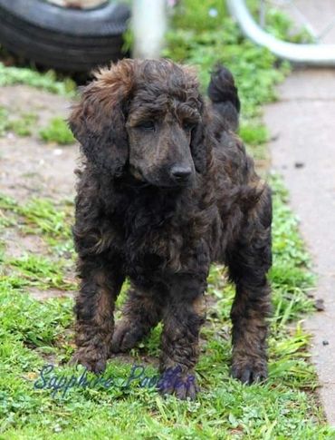 Purple collar girl Dulce