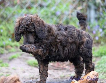 Blue collar boy Stevie