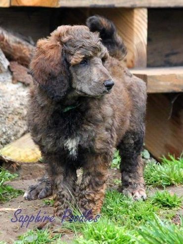 Tan collar boy Wally