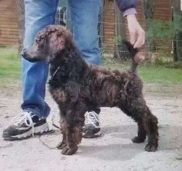 Purple collar girl Dulce