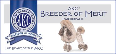 American Kennel Club Breeder of Merit badge with poodle illustration.