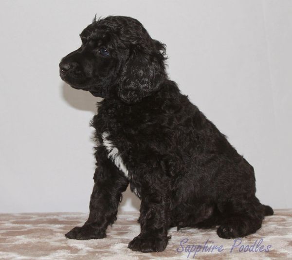 Black Collar Black Boy "Dembe"