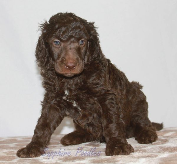 Blue Collar Brown Boy "Baz"