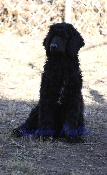 Boulder/Red Collar/Baldr