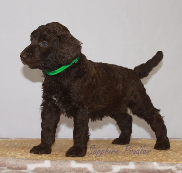 Green Collar Brown Girl "Samar"