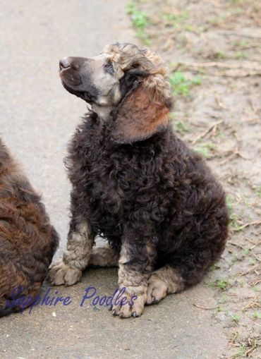 Grey Collar Boy Beau - living in Richmond Va.