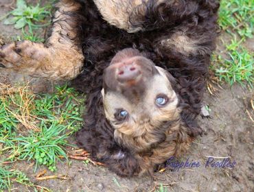 Grey Collar Boy Beau
