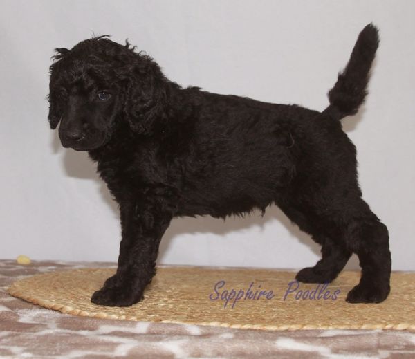 Orange Collar Black Boy "Ressler"