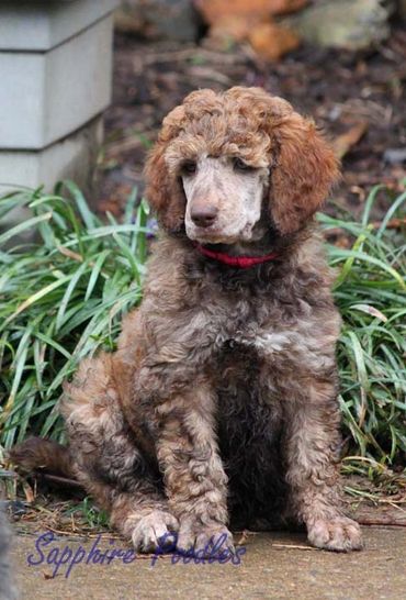 Pink Collar Girl Lily