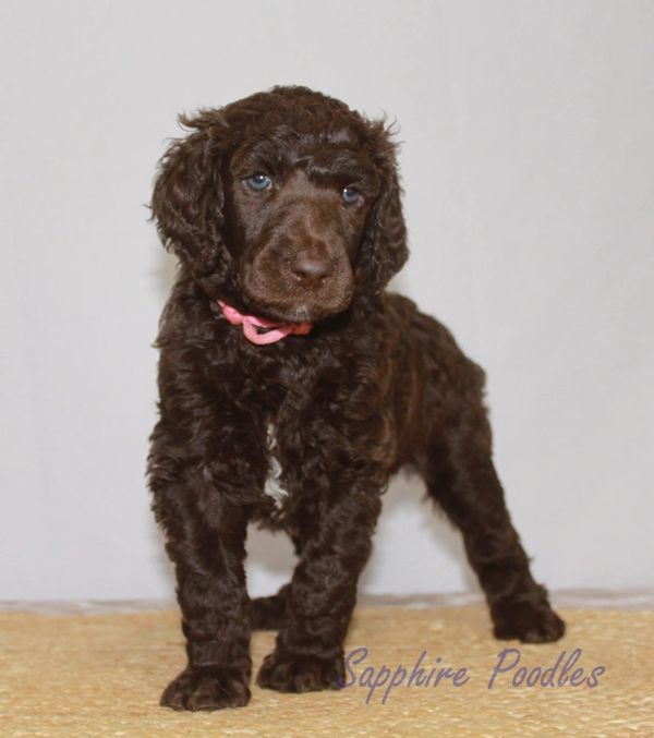 Pink Collar Brown Girl "Reven"