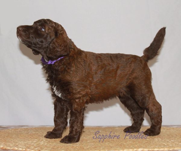 Purple collar Brown Girl "Katarina"