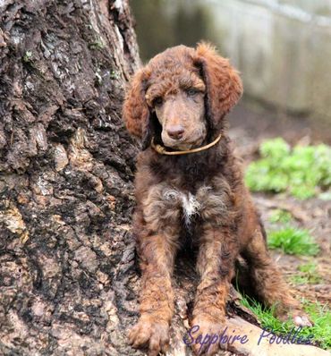 White Collar Boy Rocky. He was the smallest boy. He's a little pistol and a sweetheart.