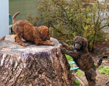 Rocky and Blue Collar Boy Stevie