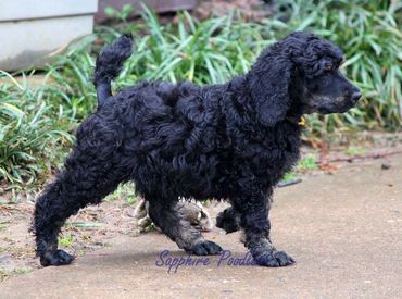 Yellow Collar Boy Morgan