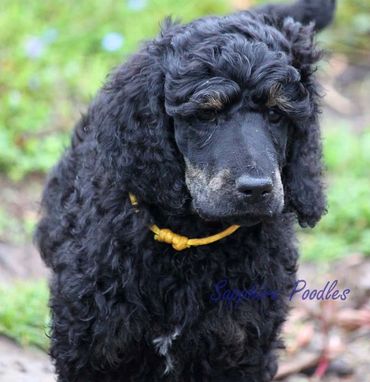 Yellow Collar Boy Morgan