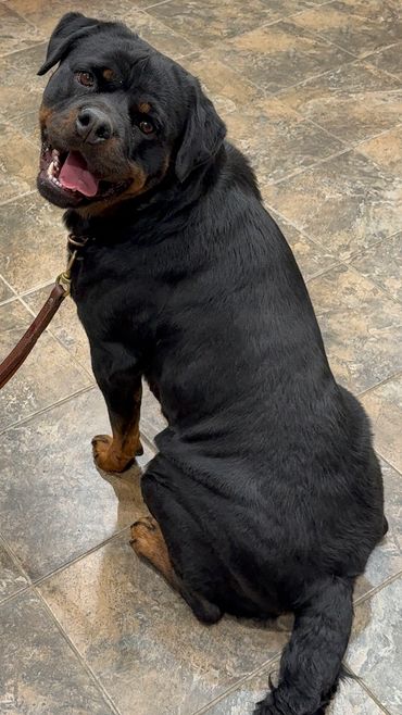 JADA being a good girl at the vet