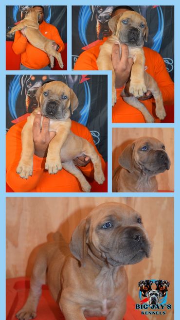 Tan Female Boerboel from TRUNCH and RUMBLE