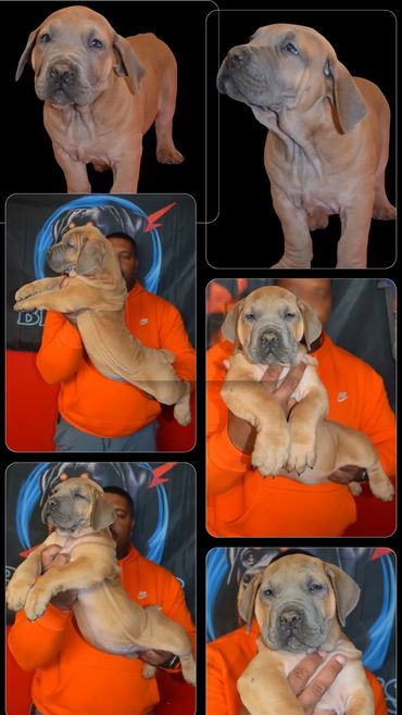 Tan Female Boerboel from TRUNCH and RUMBLE