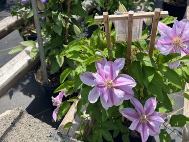 Wide selection of annuals, perennials, herbs, vegetables, and nursery stock at Daisy Acres.