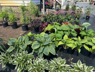 Wide selection of annuals, perennials, herbs, vegetables, and nursery stock at Daisy Acres.