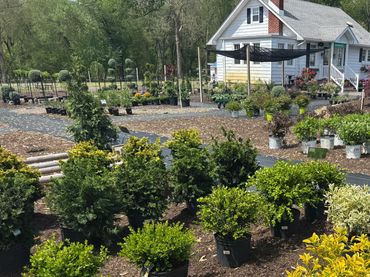 Wide selection of annuals, perennials, herbs, vegetables, and nursery stock at Daisy Acres.
