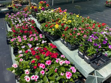 Wide selection of annuals, perennials, herbs, vegetables, and nursery stock at Daisy Acres.