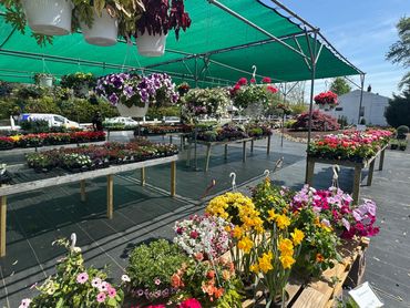Wide selection of annuals, perennials, herbs, vegetables, and nursery stock at Daisy Acres.