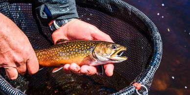 algonquin park fly fish ottawa brook trout ontario guide ottawa speckled